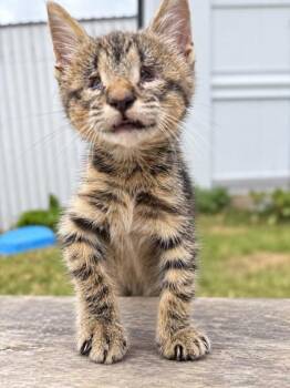 Pipkin -  Domestic Short Hair Cat for Adoption in West Memphis, Arkansas - Pipkin | PetCurious