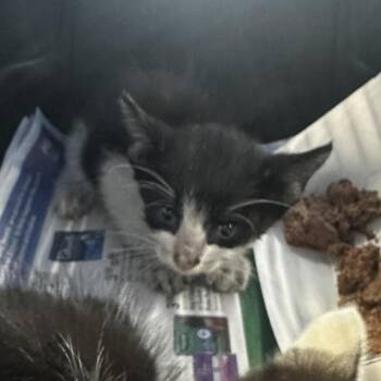Marilyn -  Domestic Short Hair Cat for Adoption in Montgomery, Alabama - Marilyn | PetCurious