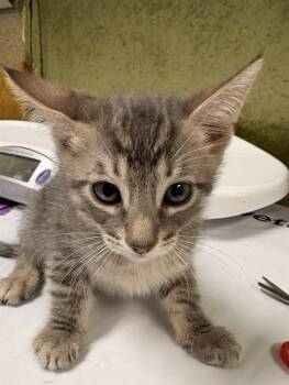 DUKE -  Domestic Short Hair Cat for Adoption in Riverside, California - DUKE | PetCurious