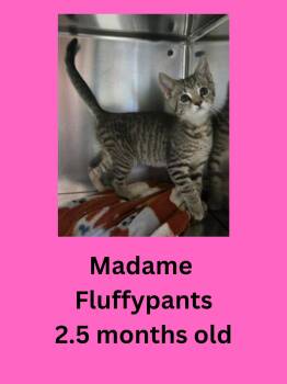Madame Fluffypants -  Domestic Short Hair Cat for Adoption in Ravenna, Ohio - Madame Fluffypants | PetCurious