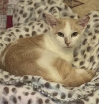 Isla -  Domestic Short Hair Cat for Adoption in Sedalia, Missouri - Isla | PetCurious