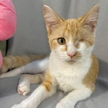 Barley -  Domestic Short Hair Cat for Adoption in Minneapolis, Minnesota - Barley | PetCurious