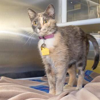 BEVERLY -  Domestic Short Hair Cat for Adoption in St. Louis, Missouri - BEVERLY | PetCurious