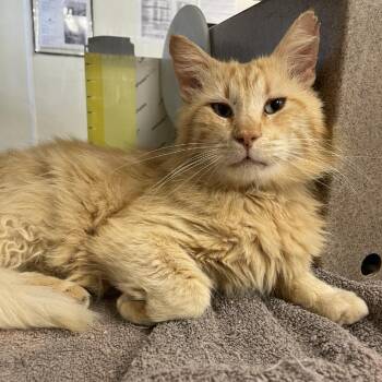 Domestic Long Hair Cats Available for Adoption in Buchanan Dam, Texas - Cheeto | PetCurious