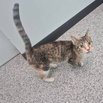 Rescue Domestic Short Hair Cats for Adoption in Clavet, Saskatchewan - Michelle | PetCurious