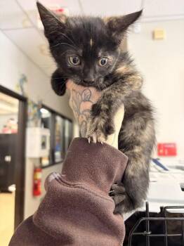 Madison -  Domestic Short Hair Cat for Adoption in Saint Charles, Missouri - Madison | PetCurious