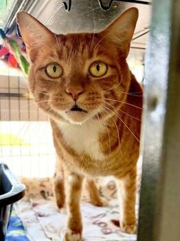 Mike the Cat -  Domestic Short Hair Cat for Adoption in New Orleans, Louisiana - Mike The Cat | PetCurious