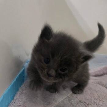 Lightning McQueen -  Domestic Short Hair Cat for Adoption in Layton, Utah - Lightning McQueen | PetCurious