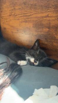 Apollo -  Domestic Short Hair Cat for Adoption in Salmon, Idaho - Apollo | PetCurious