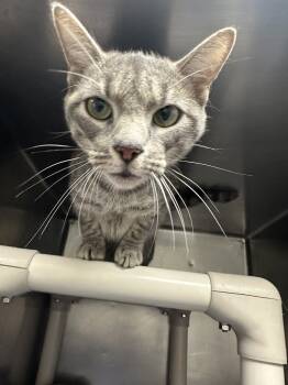 Rescue Domestic Short Hair Cats for Adoption in Pomona, New York - Loretta | PetCurious