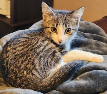 Domestic Short Hair Cats Available for Adoption - Baker | PetCurious