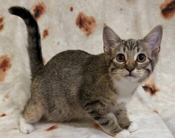 Delilah Seibold -  Domestic Short Hair Cat for Adoption in Kansas City, Missouri - Delilah Seibold | PetCurious