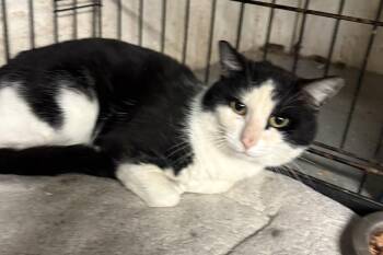 Domestic Short Hair Cats Available for Adoption - Domino 2 | PetCurious