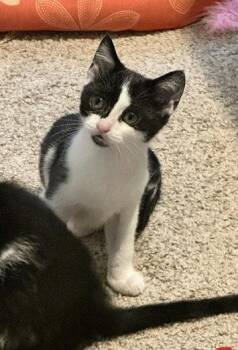 Quincy -  American Shorthair and Tuxedo Cat for Adoption in Rockville, Maryland - Quincy | PetCurious