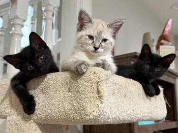 Siamese and Domestic Short Hair Cats Available for Adoption in Rosenberg, Texas - Marsha S | PetCurious