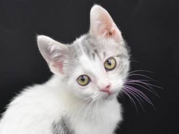 Tetra -  Domestic Short Hair Cat for Adoption in Portland, Oregon - Tetra | PetCurious