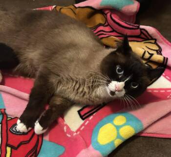 Domestic Short Hair Cats Available for Adoption in Herculaneum, Missouri - Nova | PetCurious