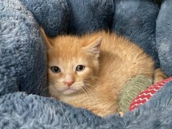 ROLLTIDE -  Domestic Short Hair Cat Available for Adoption in Tustin, California - ROLLTIDE | PetCurious