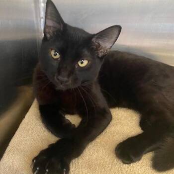 Binx -  Domestic Short Hair Cat for Adoption in Long Beach, California - Binx | PetCurious