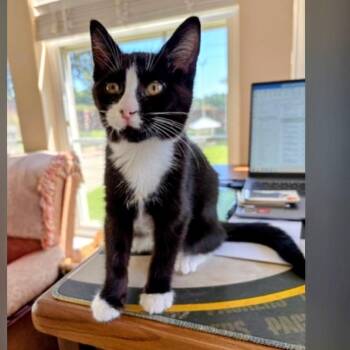 Rescue Tuxedo Cats for Adoption in Denver, North Carolina - Landis | PetCurious