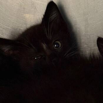 Brain -  American Shorthair Cat for Adoption in Troy, Virginia - Brain | PetCurious