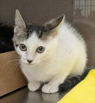 Minnie -  Domestic Short Hair Cat for Adoption in Pocatello, Idaho - Minnie | PetCurious