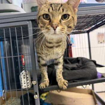 Big Poppa -  Domestic Short Hair Cat for Adoption in Albemarle, North Carolina - Big Poppa | PetCurious