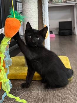 Eclipse -  Domestic Short Hair Cat for Adoption in Sunrise, Florida - Eclipse | PetCurious