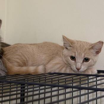 Sedona Bowers -  Domestic Short Hair Cat for Adoption in Woodstock, Virginia - Sedona Bowers | PetCurious