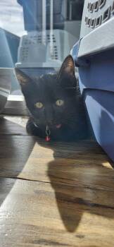 Rescue Domestic Short Hair Cats for Adoption in San Diego, California - Spruce | PetCurious
