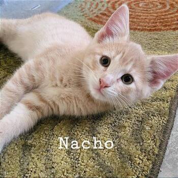Nacho -  Domestic Short Hair Cat for Adoption in Albert Lea, Minnesota - Nacho | PetCurious