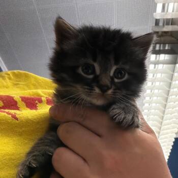 Domestic Long Hair Cats Available for Adoption in Summerlee, West Virginia - Conrad | PetCurious