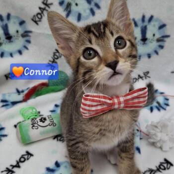 Connor -  Ragdoll and Domestic Short Hair Cat for Adoption in Yorba Linda, California - Connor | PetCurious