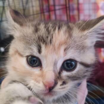 Hazel -  Domestic Short Hair Cat for Adoption in Marion, Illinois - Hazel | PetCurious