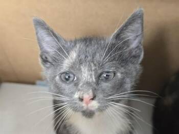 Domestic Short Hair Cats Available for Adoption in Fort Lauderdale, Florida - A2475907 | PetCurious