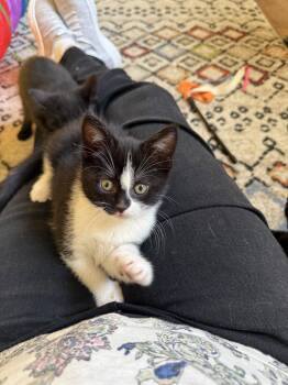 Domestic Short Hair Cats Available for Adoption in Harrisburg, Pennsylvania - Zara | PetCurious