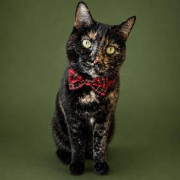 Domestic Short Hair Cats Available for Adoption in Binghamton, New York - Evelyn | PetCurious