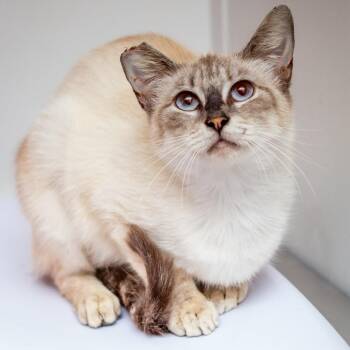 Domestic Short Hair Cats Available for Adoption in Hattiesburg, Mississippi - Dorsi | PetCurious