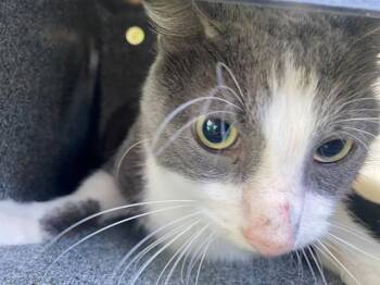ASHER -  Domestic Short Hair Cat for Adoption in Rowlett, Texas - ASHER | PetCurious