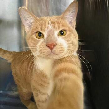 Domestic Short Hair Cats Available for Adoption in Springfield, Illinois - W. Edwards | PetCurious