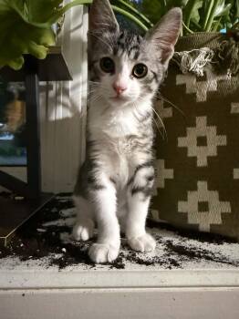 Queso -  Tabby Cat for Adoption in Toronto, Ontario - Queso | PetCurious