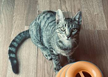 Tabby and Tiger Cats Available for Adoption in Killingly, Connecticut - HANK (high-energy, Loves Kids) | PetCurious