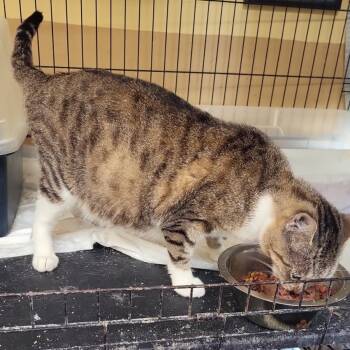 Rescue Domestic Short Hair Cats for Adoption in Carroll, Iowa - Maggie | PetCurious