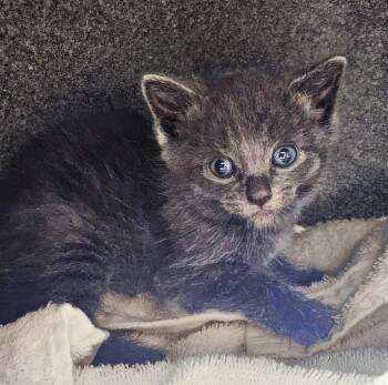 Killian -  Domestic Short Hair Cat for Adoption in Nashville, Tennessee - Killian | PetCurious
