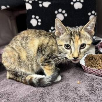 Galore -  Domestic Short Hair Cat for Adoption in Wheaton, Illinois - Galore | PetCurious