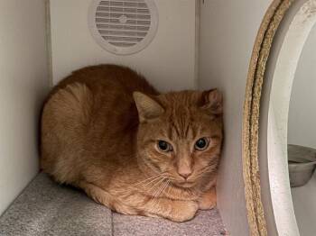 Domestic Short Hair Cats Available for Adoption - KIMCHI | PetCurious