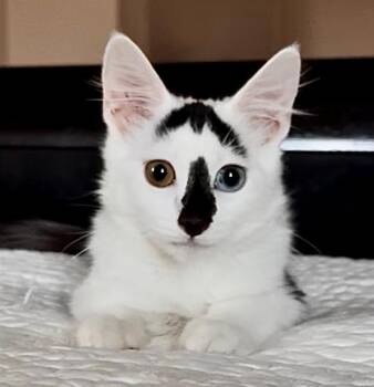 Bowie -  Domestic Short Hair Cat for Adoption in Davis, California - Bowie | PetCurious
