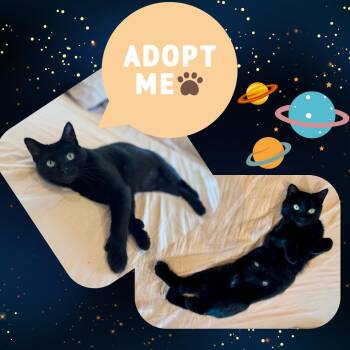 Rescue Extra Toes Cat Hemingway Polydactyl and Domestic Short Hair Cats for Adoption in Port Chester, New York - Mika | PetCurious