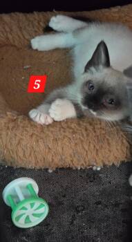 FIVE -  Siamese Cat for Adoption in Buena Vista, Virginia - FIVE | PetCurious