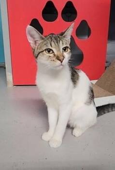 Rescue Domestic Short Hair Cats for Adoption in Phoenix, Arizona - Poppy | PetCurious
